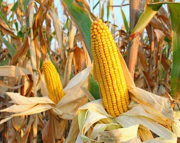 玉米田除草剂市场活跃